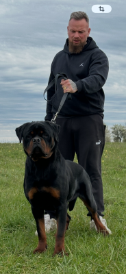Étalon Rottweiler - Mako vom hause edelstein
