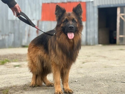 Étalon Berger Allemand Poil Long - Ubak domaine de lusteno