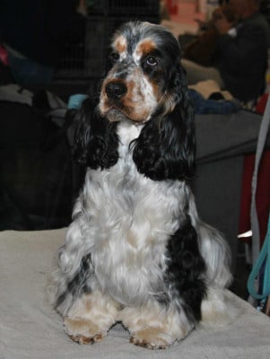 Valentino Du Clos De Jollieton