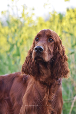 Étalon Setter irlandais rouge - Striking starlight lofty