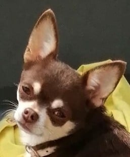 Étalon Chihuahua - Toscane Du Moulin Des Petits Gringos