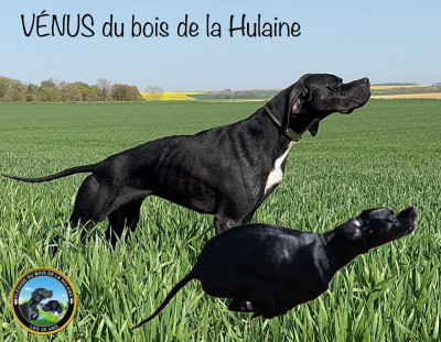 Étalon Pointer - Venus du bois de la Hulaine