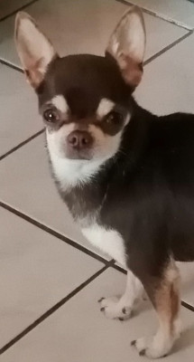 Étalon Chihuahua - Topaz Du Moulin Des Petits Gringos