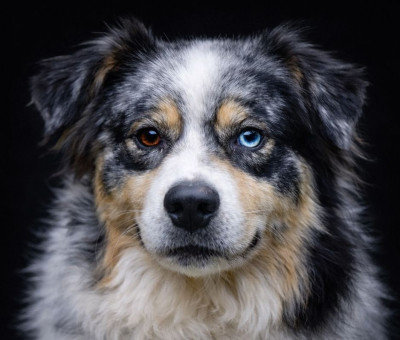 Étalon Berger Australien - fraytal Drop ink