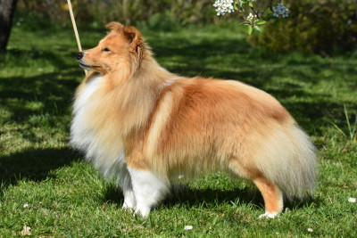 Étalon Shetland Sheepdog - CH. show elveras Impressive