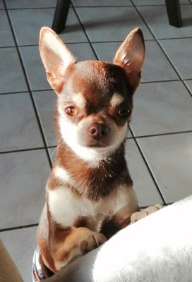 Étalon Chihuahua - Topaz Du Moulin Des Petits Gringos