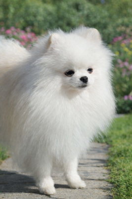 Étalon Spitz allemand - belosnezhnyy edelweiss Prince is magical