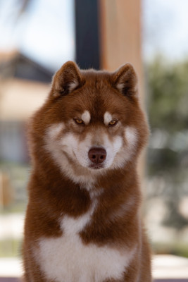 Étalon Siberian Husky - V'rheana Of Umok's Dreams