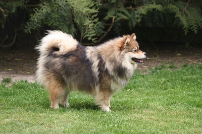 Étalon Chien finnois de Laponie - Avatar na'vi du Domaine D'Arinella Bianca