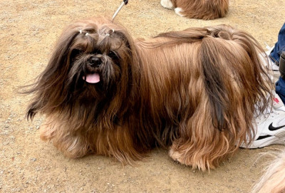 Étalon Shih Tzu - VIE T'A VIE MEI LAN Des Trésors De Kailash