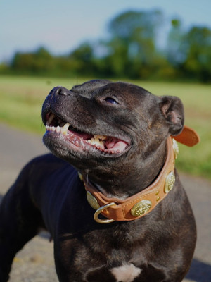 Étalon Staffordshire Bull Terrier - Pipper Du Domaine De Granite Eure