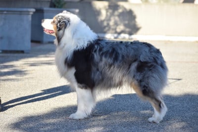 Étalon Berger Australien - Roar like kion Of Lion’s Creek