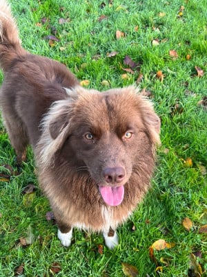 Étalon Berger Australien - Saian de la Forêt de Corthomel}