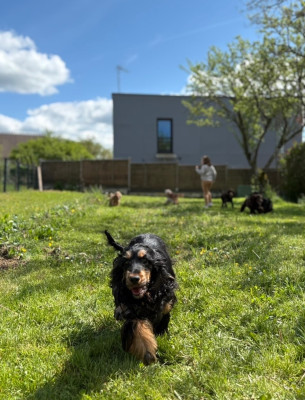 Étalon Cocker Spaniel Anglais - Valentina belleroc Du Domaine De La Pruneraie