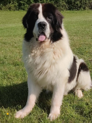 Étalon Landseer type continental europeen - Vaillant Du Val D'ormyne