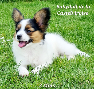 Étalon Epagneul nain Continental (Papillon) - Babydoll De la castelviroise