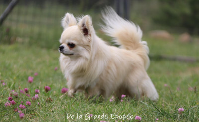 Étalon Chihuahua - maffitan's Rising star