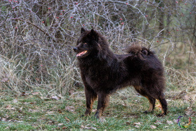 Étalon Eurasier - Valka qi'rim Des Délices De Beltaine