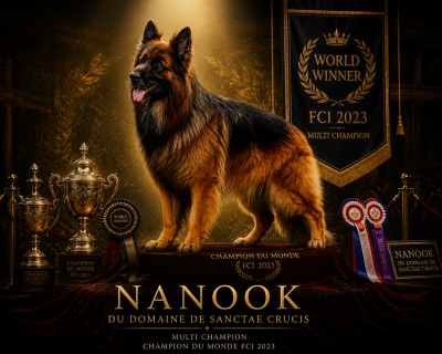Étalon Berger Allemand Poil Long - CH. Nanook du domaine de sanctae crucis