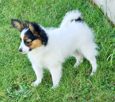Étalon Epagneul nain Continental (Papillon) - Babydoll De la castelviroise