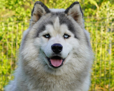 Étalon Siberian Husky - Alcateia Das Neves Amarock
