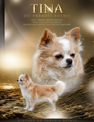 Étalon Chihuahua - Tina du Paradis Rétais