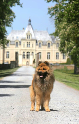 Étalon Eurasier - Sinai Du Royaume D'ebène