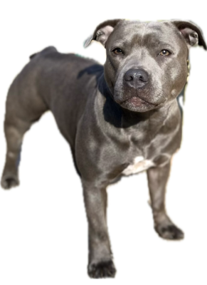Étalon Staffordshire Bull Terrier - Undying de la Confiance Canine AJS