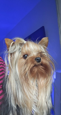 Étalon Yorkshire Terrier - Vérone Eternal Blue Diamond