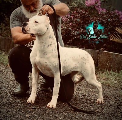 Étalon Dogo Argentino - Arrogance del Sueno Latino