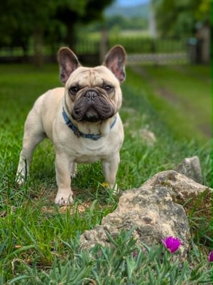 Étalon Bouledogue français - U'optimus primal du dieudonèe