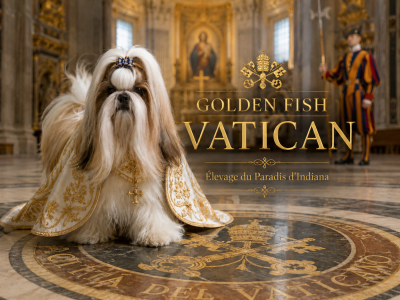 Étalon Shih Tzu - golden fish Vatican