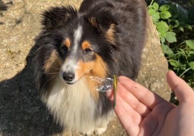 Étalon Shetland Sheepdog - Amazing star Des Truffes De L'Ouest