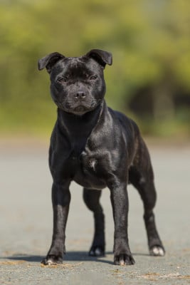 Étalon Staffordshire Bull Terrier - A black pearl Ofthe Puil