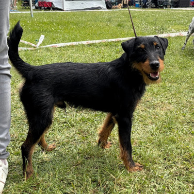 Étalon Terrier de chasse allemand - CH. Ares de la vallée de la Blaise