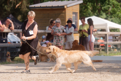 Étalon Golden Retriever - A first reign des plaines des Bruyères