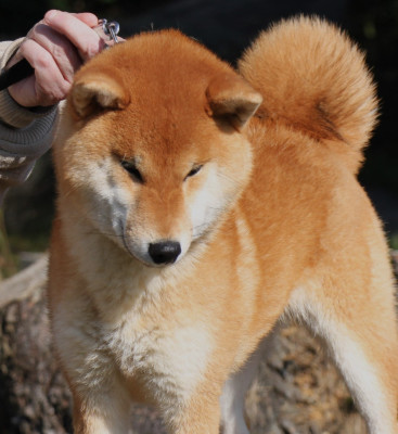 Étalon Shiba - Allaikha's Ayame