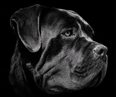 Étalon Cane Corso - Uranie du temple de jade