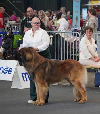 Étalon Leonberger - CH. Virgo d'Ares et Aphrodite Des Dieux De Sarusi
