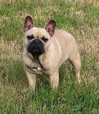 Étalon Bouledogue français - Narcisse du square du p'tit quinquin