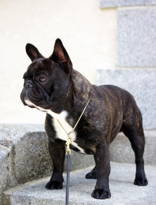 Étalon Bouledogue français - CH. darclee Mancera black anatole