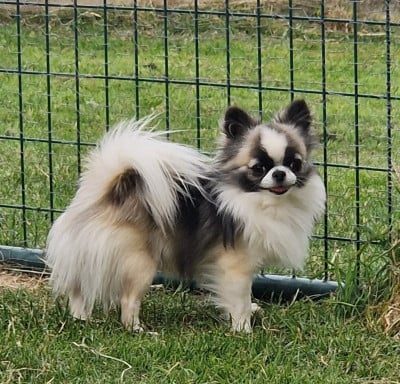 Étalon Chihuahua - Vinci leonardo Du Domaine Des Grands Causses