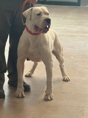 Étalon Dogo Argentino - CH. Astro del Sueno Latino