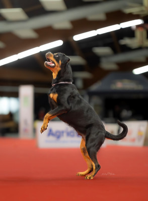 Étalon Rottweiler - Viktoria von der wharen kraft