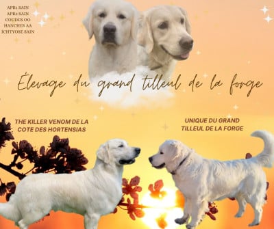Étalon Golden Retriever - Unique Du Grand Tilleul De La Forge
