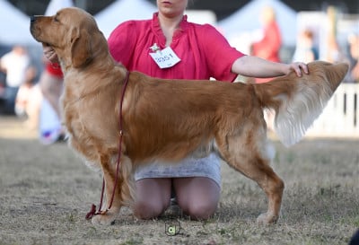 Étalon Golden Retriever - red pride Diego