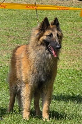 Étalon Berger Belge - CH. Aragorn des Loups de la Tiarde