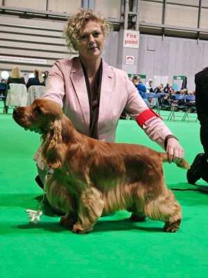 Étalon Cocker Spaniel Anglais - Vadim Of merrily