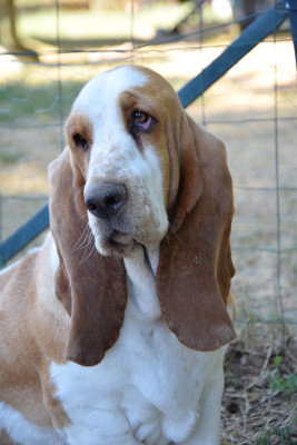 Étalon Basset Hound - Alpage Des Contrées Alpines