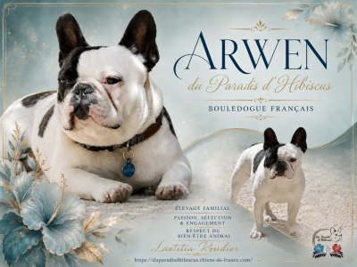 Étalon Bouledogue français - Arwen Du Paradis D'Hibiscus